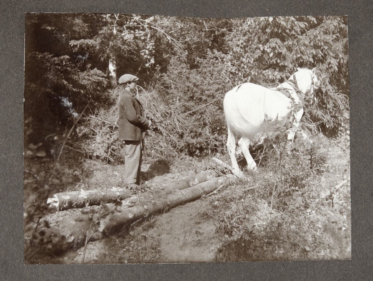 Fotoalbum i papper. På framsidan en rödbrun och grön ton med ett föreställande motiv av en räv, träd och en gård. Fotografierna.....