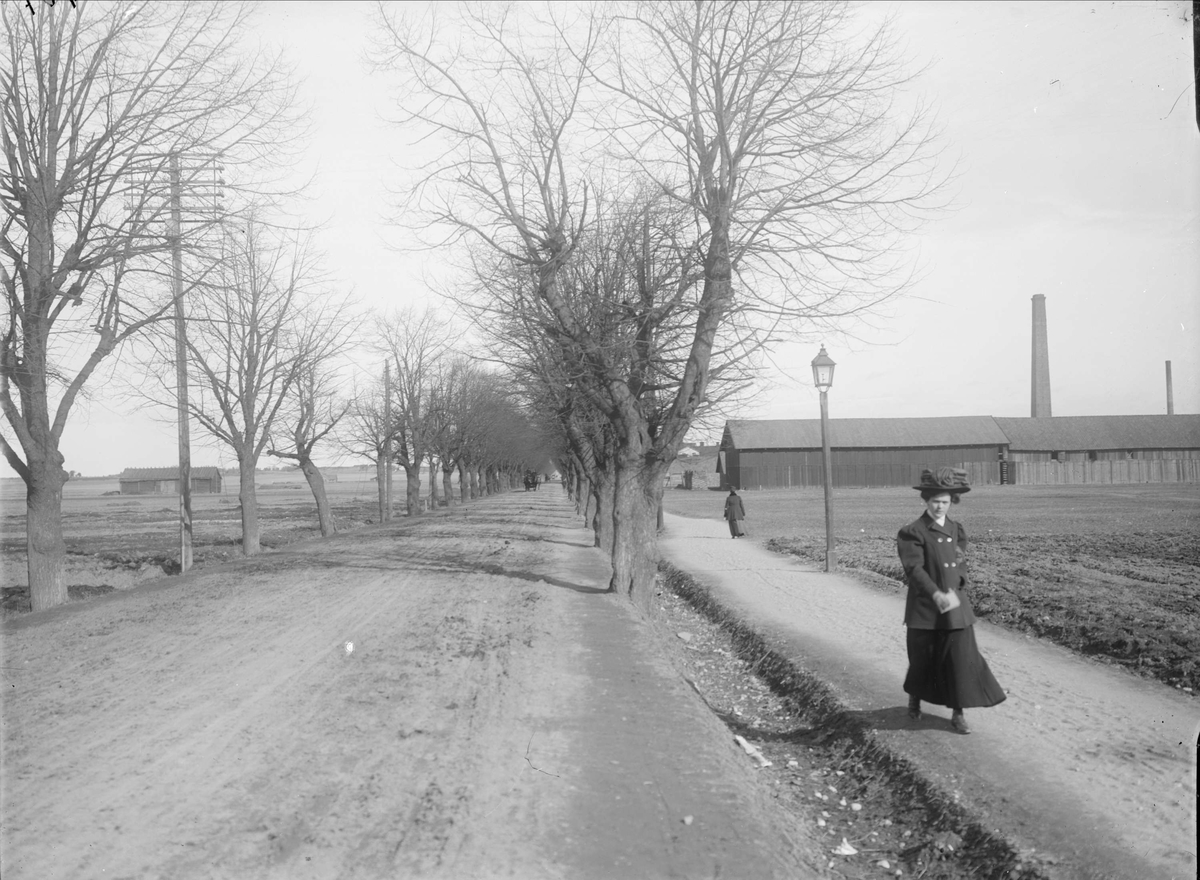 Vaksala allé och Vaksalagatan från nuvarande S:t Göransgatan, Fålhagen, Uppsala 1908