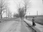 Vaksala allé och Vaksalagatan från nuvarande S:t Göransgatan, Fålhagen, Uppsala 1908