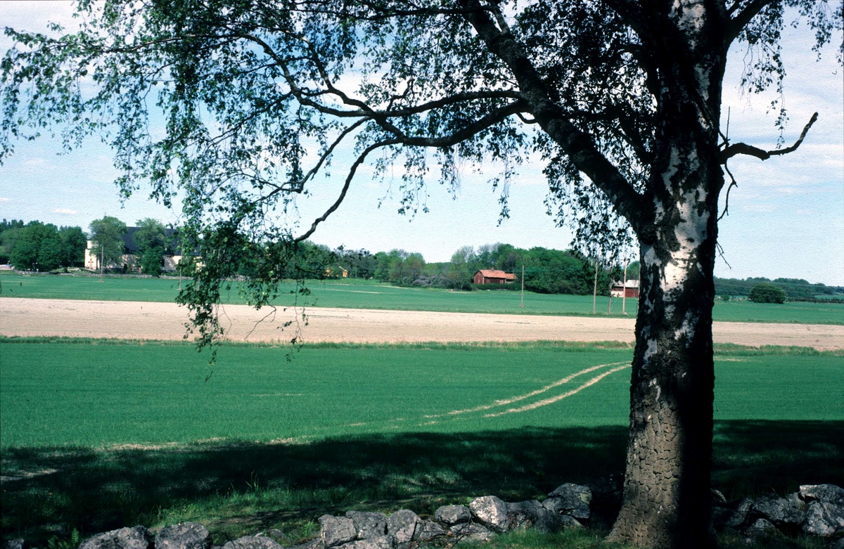 Landskapsvy med Svinnegarns kyrka, Svinnegarns socken, Uppland 1986