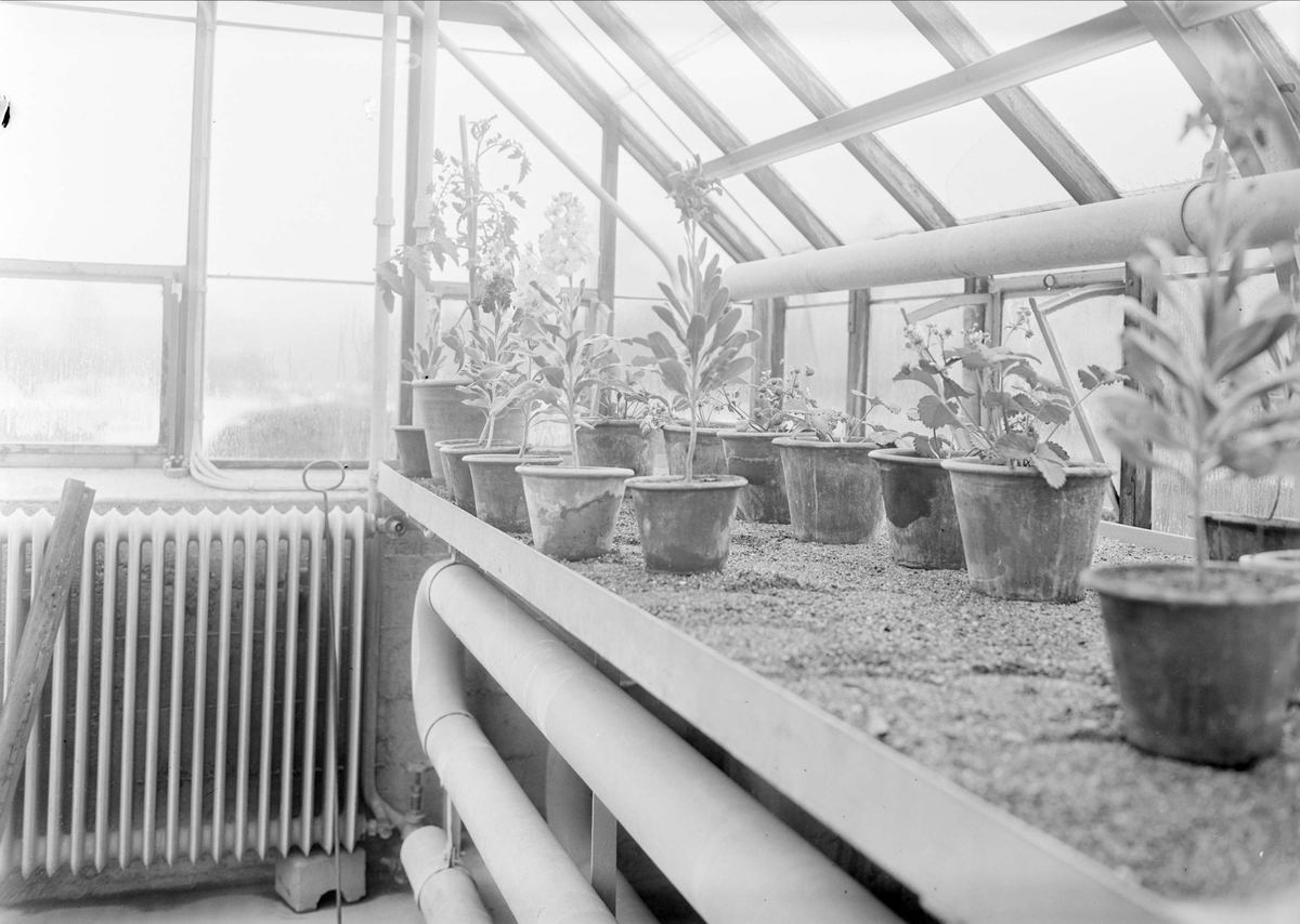 Plantor i växthus, Botaniska trädgården, Uppsala 1942
