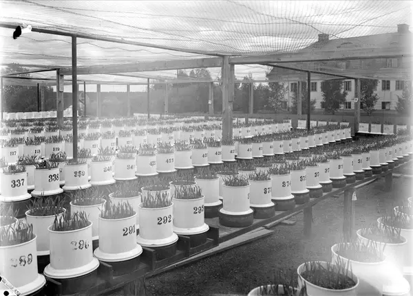 Provodling vid Lantbrukshögskolan, Ultuna, Uppsala 1942