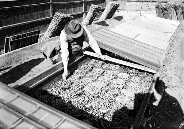 Man vid odlingsbädd, Botaniska trädgården, Uppsala 1939