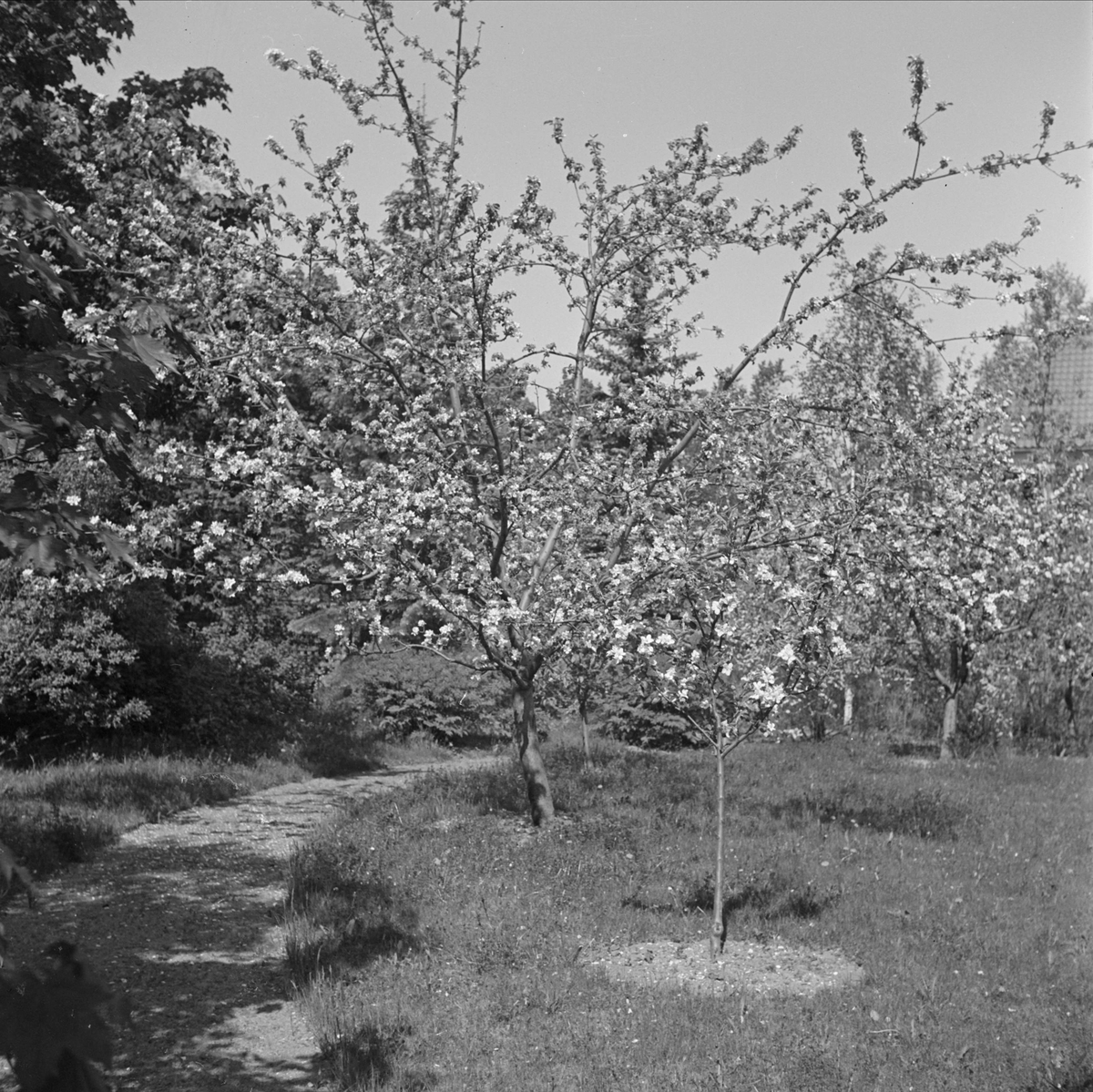 Läkaren Olof Bratts villa och trädgård i Uppsala 1949