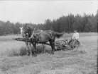 Skörd med hästdragen jordbruksmaskin, sannolikt Josef Ärnströms bror Albert Ärnström, Sonbo, Films socken, Uppland