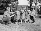 Bernt Håkansson och Bo Holmquist med avelsbaggarna Sik, Mats och Levi, Ultuna, Uppsala 1948