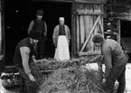 Bindning av strunthalmskärve, Villsberga, Biskopskulla socken, Uppland