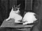 Katt, Uppland 1934