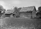 Två fähus  - Erika Åhlén, Målsta, Bälinge socken, Uppland 1920-tal