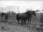 Plöjningstävling, Uppland 1933