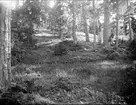 Skogsmark nära Öregrund, Uppland i juli 1924