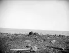 Havskust vid Harnäs, Skutskär, Älvkarleby socken, Uppland maj 1915