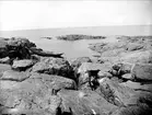 Strand med eka vid Örskär, Gräsö socken, Uppland i juli 1925