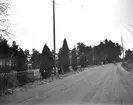 Stora enträd vid vägen  i Heby, Västerlövsta socken, Uppland i november 1930