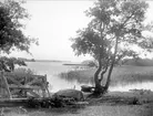 Svinnegarnsviken vid Väppeby, Enköings-Näs socken, Uppland september 1934