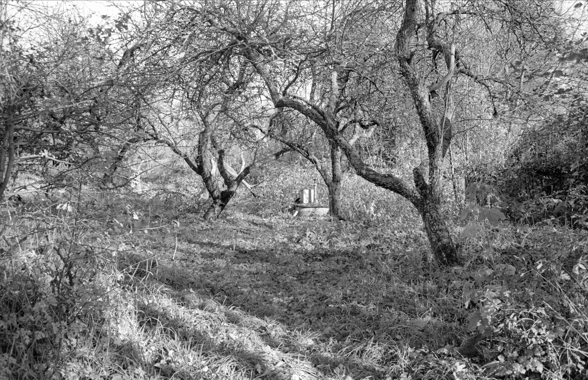 Fruktträdgården, Ensta, Fullerö, Gamla Uppsala socken, Uppland 1978