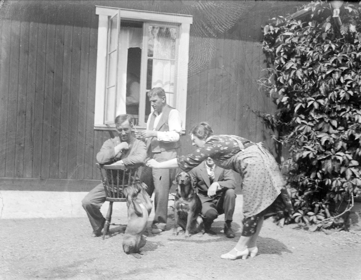 Hårklippning och lek med hundar, Tierpstrakten, Uppland omkring 1915 - 1920