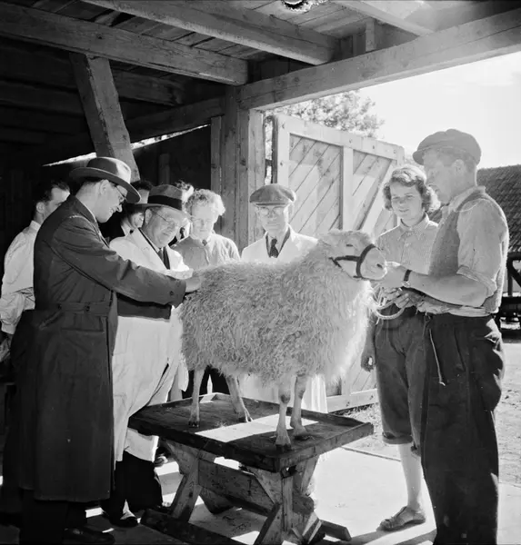 Baggauktion i Uppsala september 1952