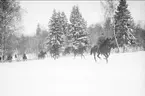 Jaktfältet går fram i terrängen mellan vackert snötyngda träd.