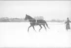 Löjtn. Sven von Essen, tolkning på skidor efter egna tjänstehästen/tävlingshästen Flanagan **.