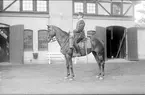 Korpral på tilldelad stamhäst söder skvadronsstallet. 1930 talet.