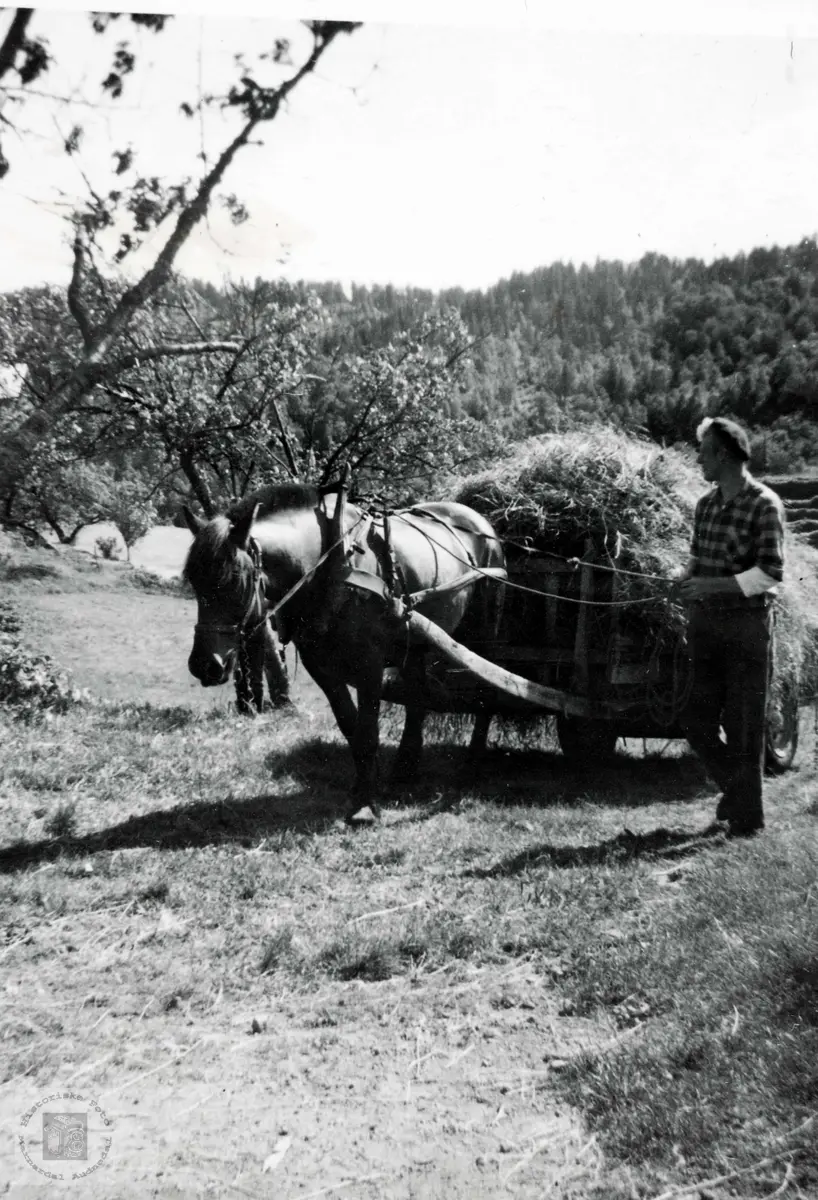 Oddvar Iglebekk kører høy med bestefars hest. Grindheim Audnedal.
OBS! Ny informasjon om bildet, januar 2022: 
"Det er eg som har fotografert Oddvar, han er bror min. Fotograf: Betsy Torveig Gustavsdatter Iglebekk."