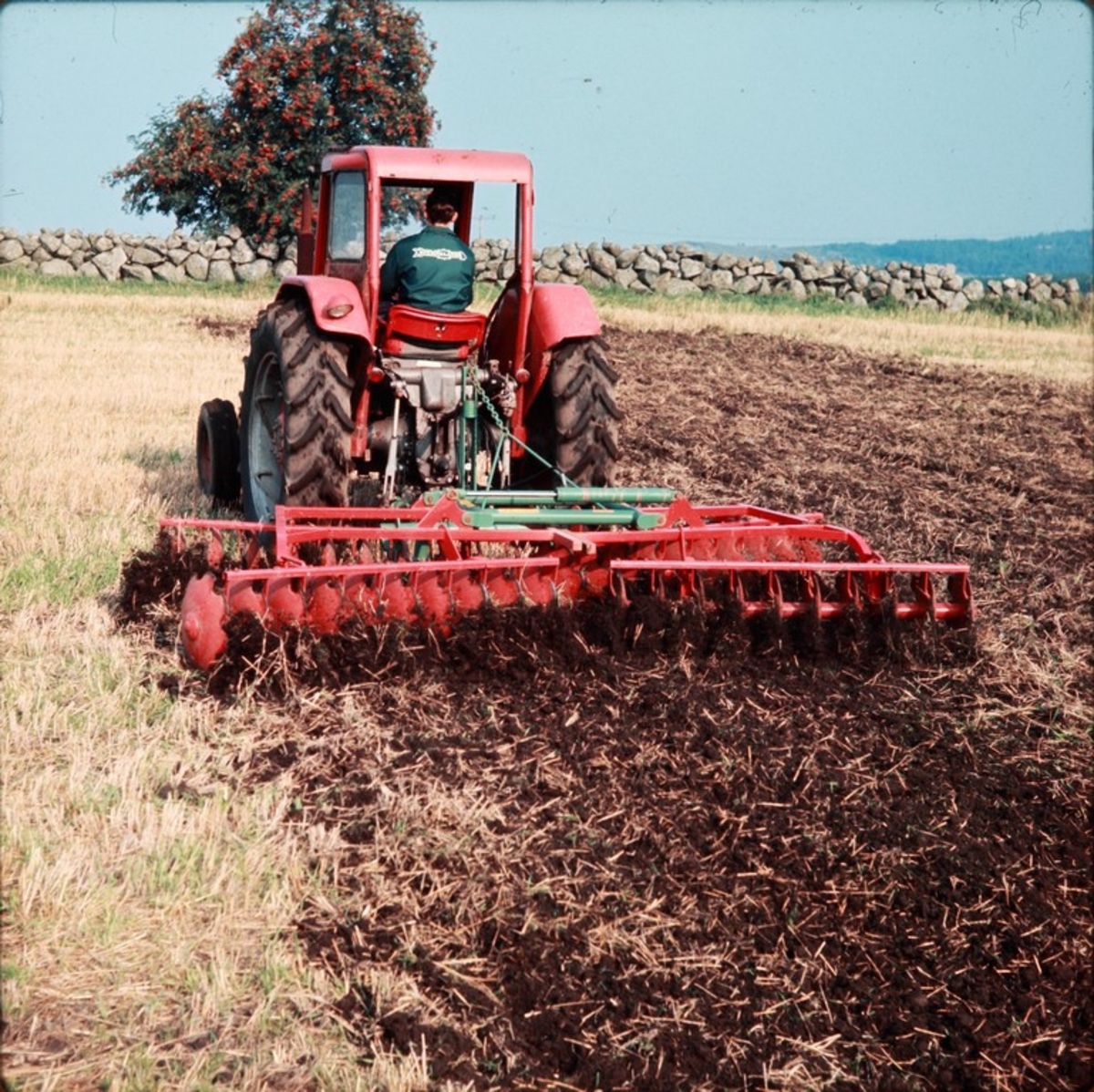 Stubbharving med 40-skålers Skålsvans bak en Massey-Ferguson-traktor