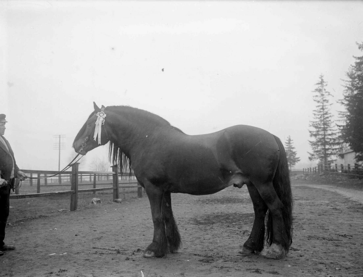 Hingsteutstilling. Hest. "Wardvin".