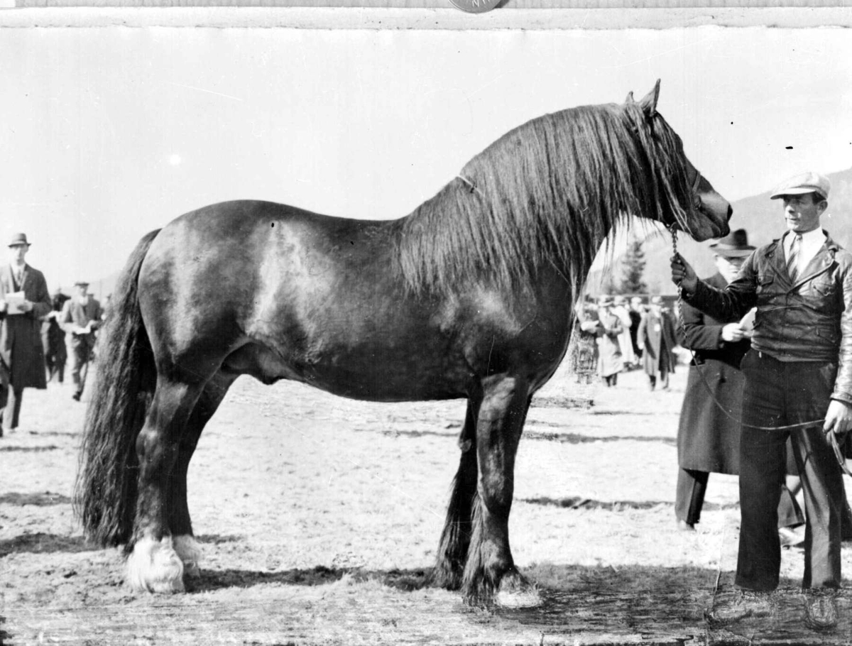 Hest. Hingsteutstilling på Stampesletta. "Ålbu", repro.