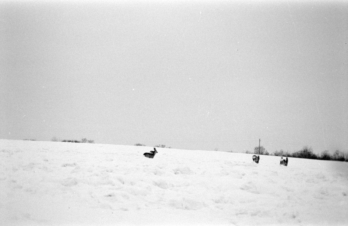 Landskap, vinter, rådyr, Nes H. 