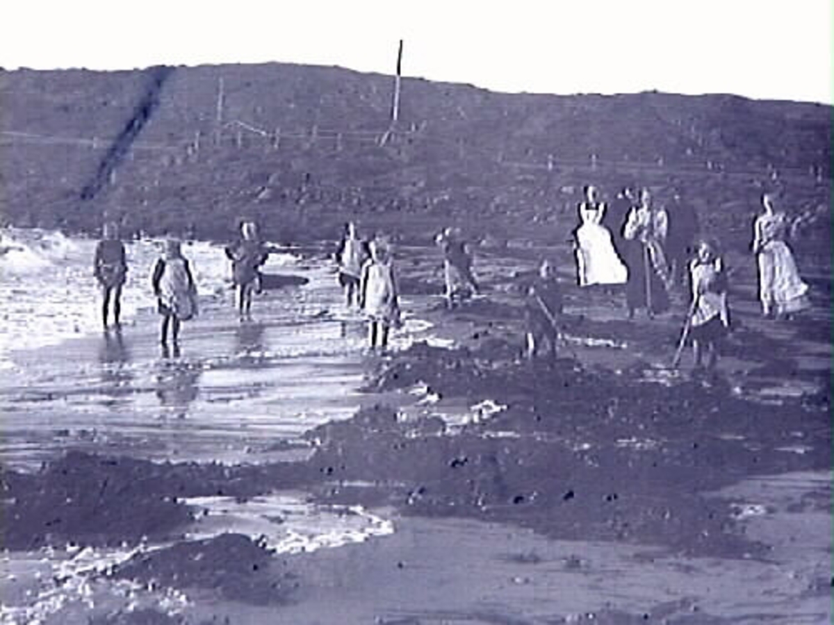Några barn och vuxna som krattar ihop tång på stranden i Lilla Apelviken år 1903. Sannolikt är det personal och patienter vid Kustsantoriet Apelviken där dr J S Almer börjat bedriva vård av skrofulösa barn, alltså de som led av körteltuberkulos.