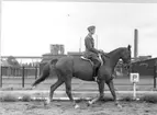 Ridkurs 12/10 1954-13/5 1955 Strömsholm.Sergeant Ewert Olausson på 