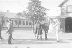 Hästbesiktning utanför aspirantskolans stall. Obs klädseln! Skolchefen (närmast matsalen): m/1895. Avdelningschefen (den visiterande): biguesch. Övrigt skolbefäl: m/23. Aspiranten (hästhållaren): linnekläder.