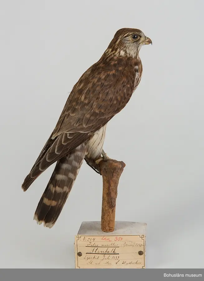 Subadult hane (2K). Lysekil juli 1892. Skänkt av Herr A. Wallentin.

Ur handskrivna katalogen 1957-1958:
Stenfalk