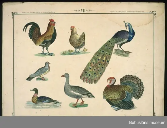 Ur handskrivna katalogen 1957-1958:
Ark för Små-Skolan
14 st. Gåva av Fredrik Sandberg.