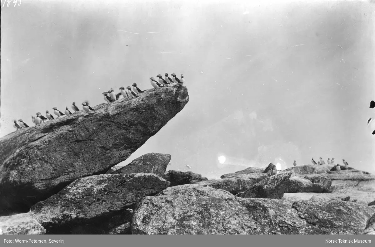 Hekkende lundefugl, fuglefjell