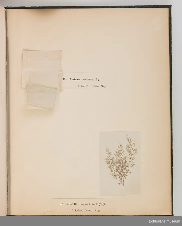 Bokverk med pressade alger. Den inbundna samlingen består av 100 alger insamlade i vattnen den bohuslänska kusten. Samtliga är försedda med vetenskapliga namn, vilken månad under året de samlats in och är numrerade 1-100.  
Försättsblad med texten "Typ-Samling af Skandinaviens Alger innehållande 100 arter utgifven af Sophia Åkermark, Götheborg. Tryckt, hos C. Petersen 1870". 
På främre pärmens insida klisteretikett: "L W Levin. Bokbindare, Uppsala Swedsgränd No 12".