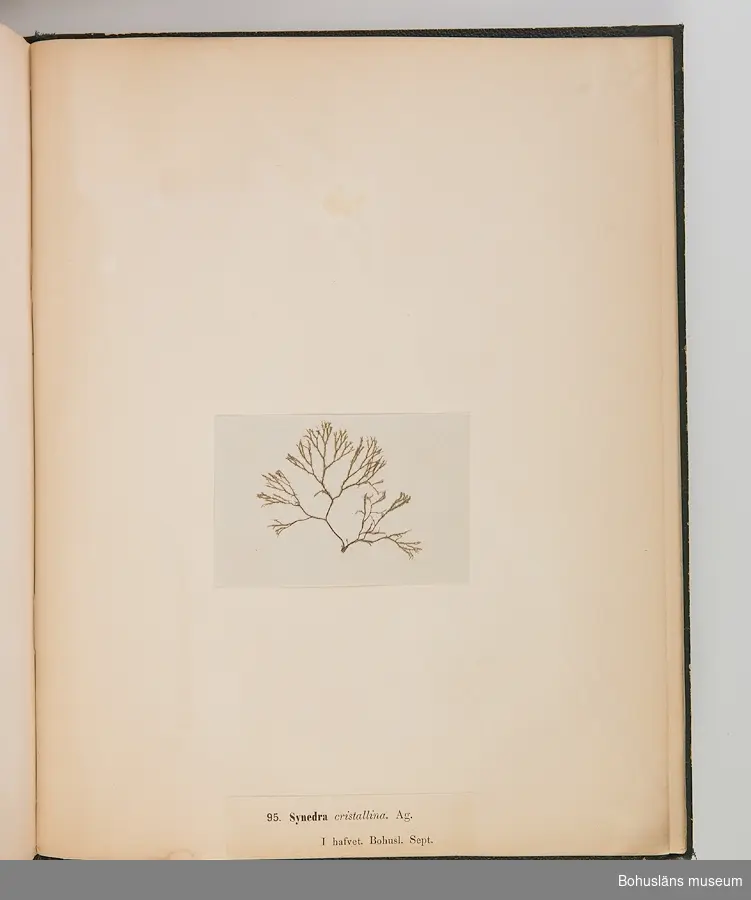 Bokverk med pressade alger. Den inbundna samlingen består av 100 alger insamlade i vattnen den bohuslänska kusten. Samtliga är försedda med vetenskapliga namn, vilken månad under året de samlats in och är numrerade 1-100.  
Försättsblad med texten "Typ-Samling af Skandinaviens Alger innehållande 100 arter utgifven af Sophia Åkermark, Götheborg. Tryckt, hos C. Petersen 1870". 
På främre pärmens insida klisteretikett: "L W Levin. Bokbindare, Uppsala Swedsgränd No 12".