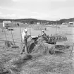 Höbärgning i Grohed, söder om Uddevalla, den 5 juli 1955