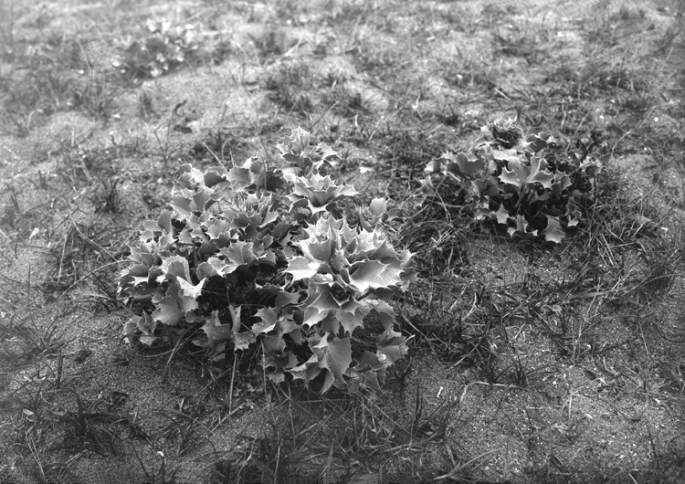 Juli 1924. "Kostertisteln".