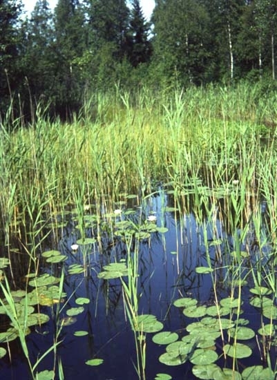 "Näckrosor 64"