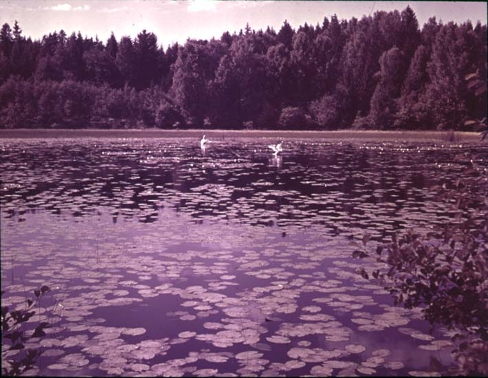 "Björvattnet (Svansjön) "