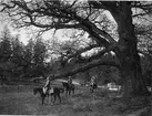 Tre ryttare från Livregementet till häst K 1 rider under ett stort träd på Lindarängen, Stockholm år 1904. Handkolorerat fotografi.