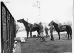 2:a jägarskvadronen KFÖ Strömsholm, lastar hästar på tåg på Kolbäcks station, år 1964.