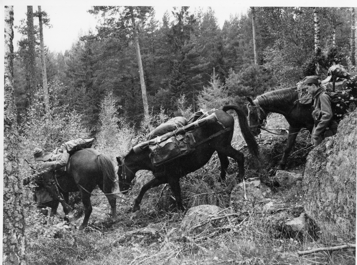 2:a jägarskvadronen KFÖ Strömsholm, klövjade hästar i skogsterräng år 1964.