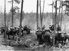 2:a jägarskvadronen KFÖ Strömsholm, klövjade hästar i skogsterräng år 1964.