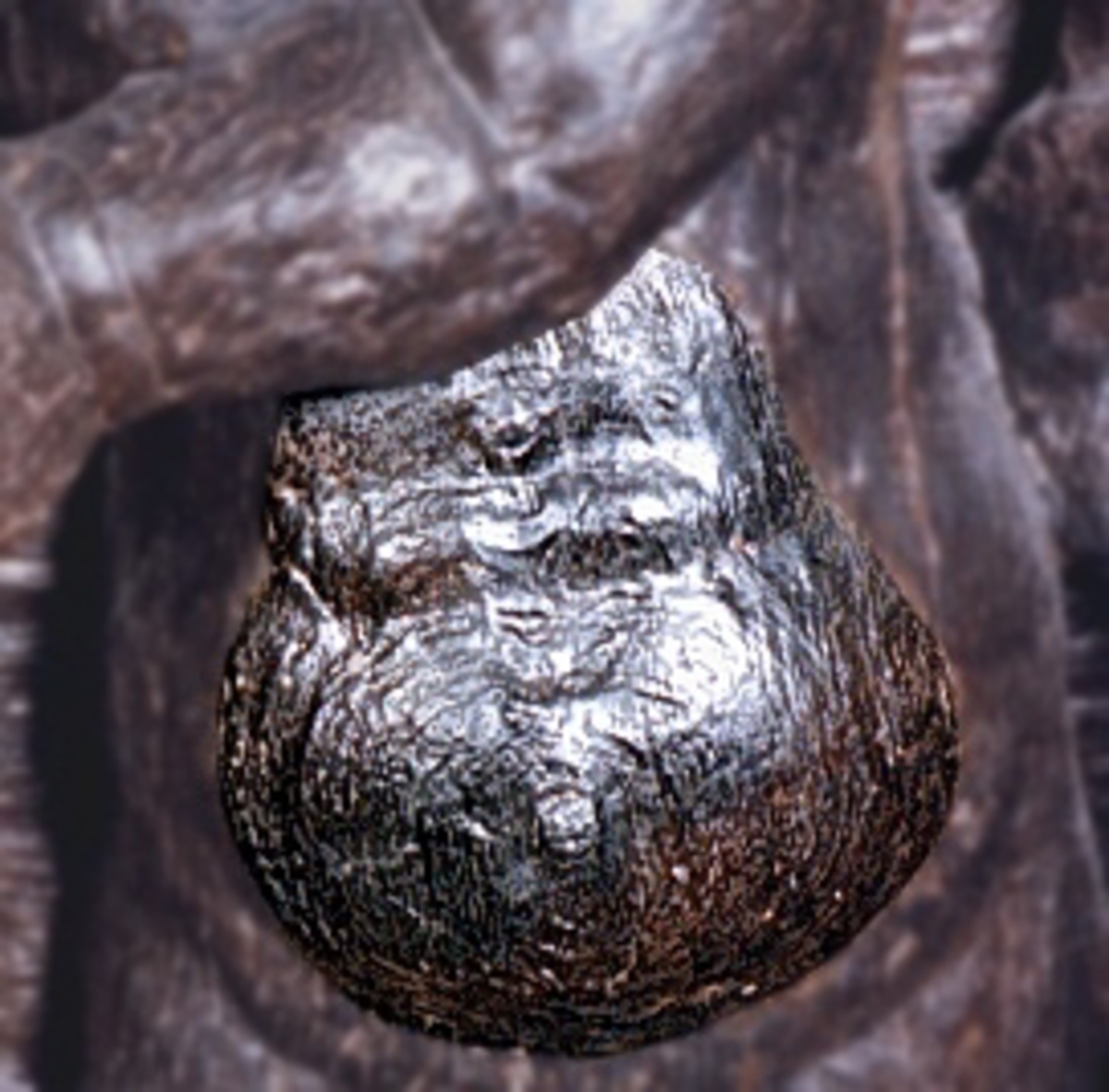 Separat snidad skulpturdel, mage till putto.



Text in English: Part of a sculpture, the belly of a putto. Separately carved.