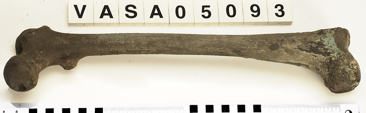 Lårben, vänster. I gott skick.
Femur, sinister.