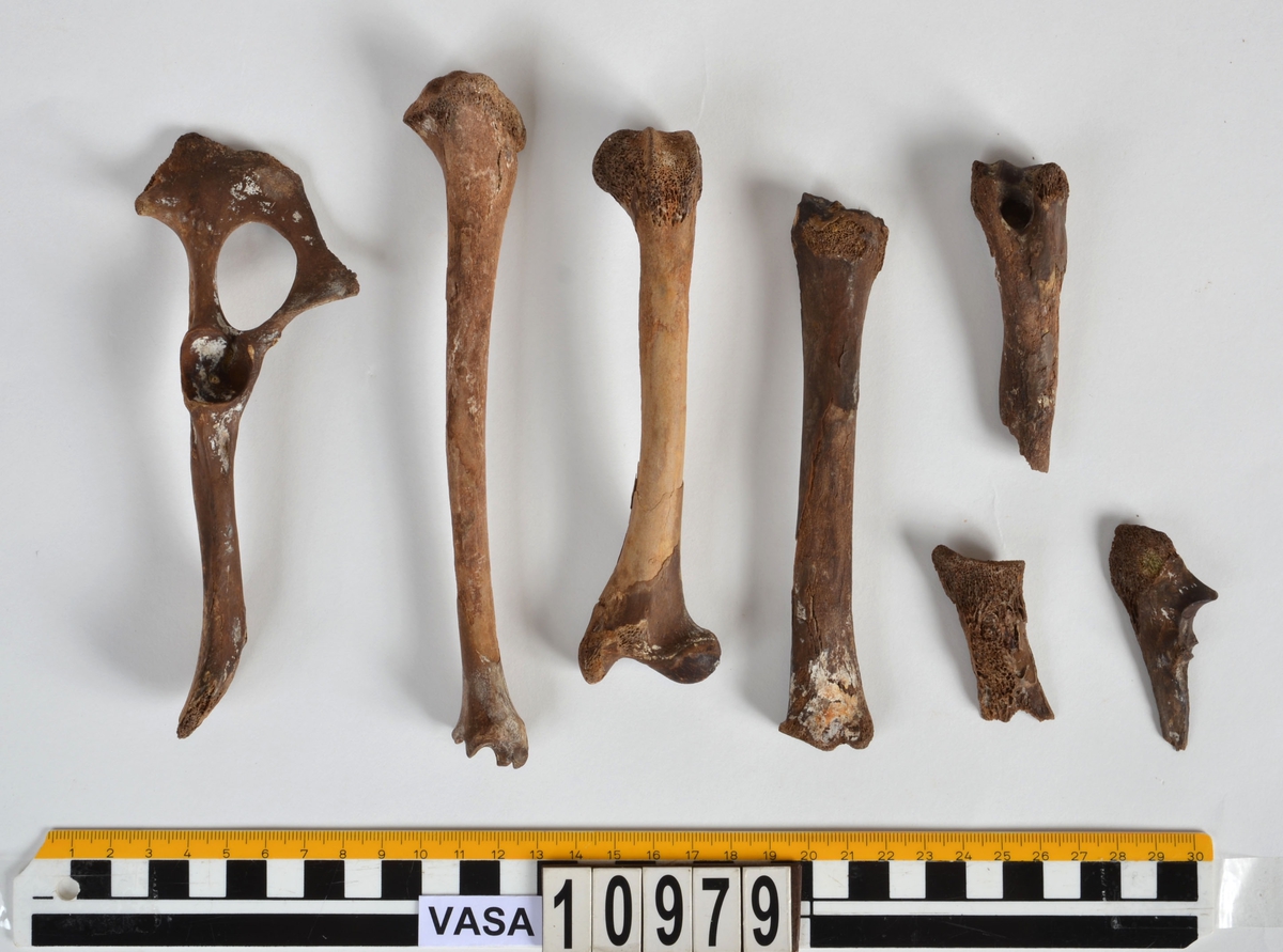 Ben från får/get (Ovis aries/Capra hircus).
1 st. fragment av skulderblad (scapula).
1 st. överarm (humerus).
1 st. strålben (radius).
1 st armbågsben (ulna).
1 st. lårben (femur).
1 st. skenben (tibia).
1 st. del av bäckenben ( del av pelvis).