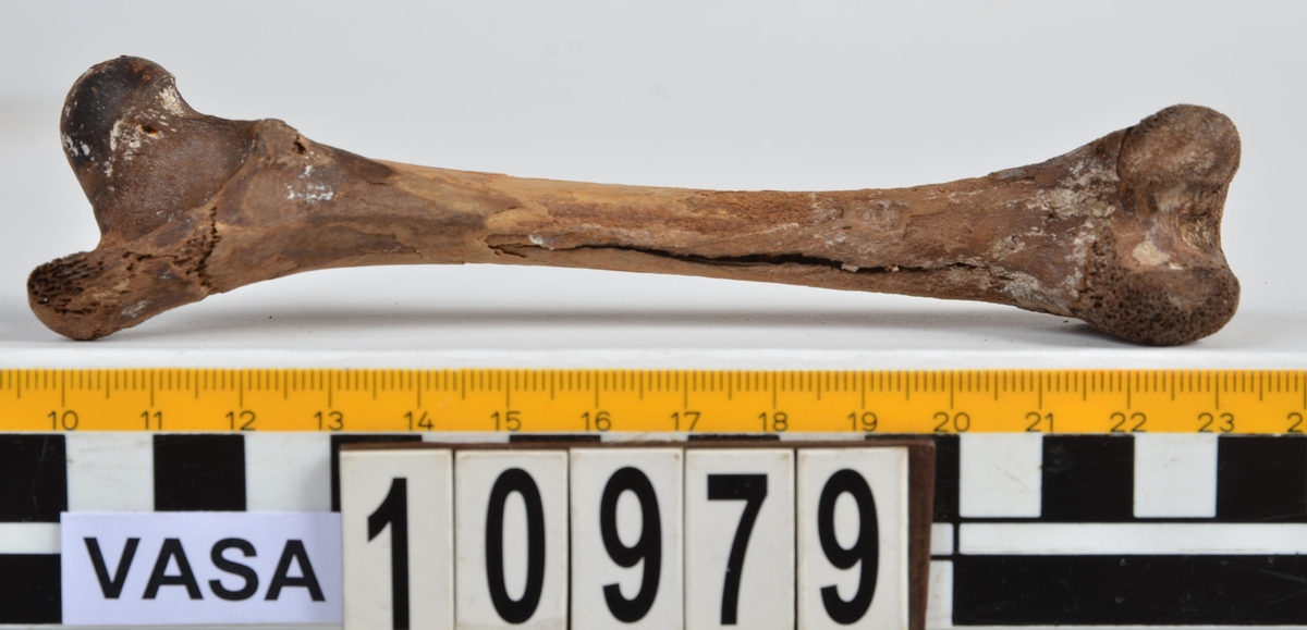 Ben från får/get (Ovis aries/Capra hircus).
1 st. fragment av skulderblad (scapula).
1 st. överarm (humerus).
1 st. strålben (radius).
1 st armbågsben (ulna).
1 st. lårben (femur).
1 st. skenben (tibia).
1 st. del av bäckenben ( del av pelvis).